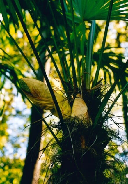 Palmenpflanze Detailaufnahme